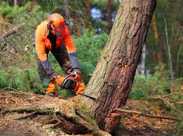 Professional Tree Care in De Queen, AR